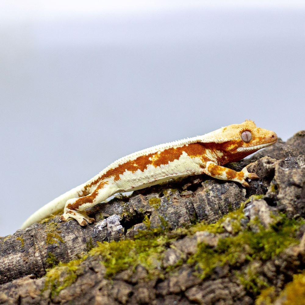 Pagekón riasnatý z chovu GeckoSVK