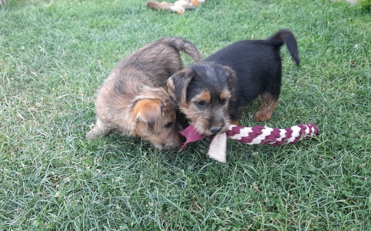 Norfolk terrier