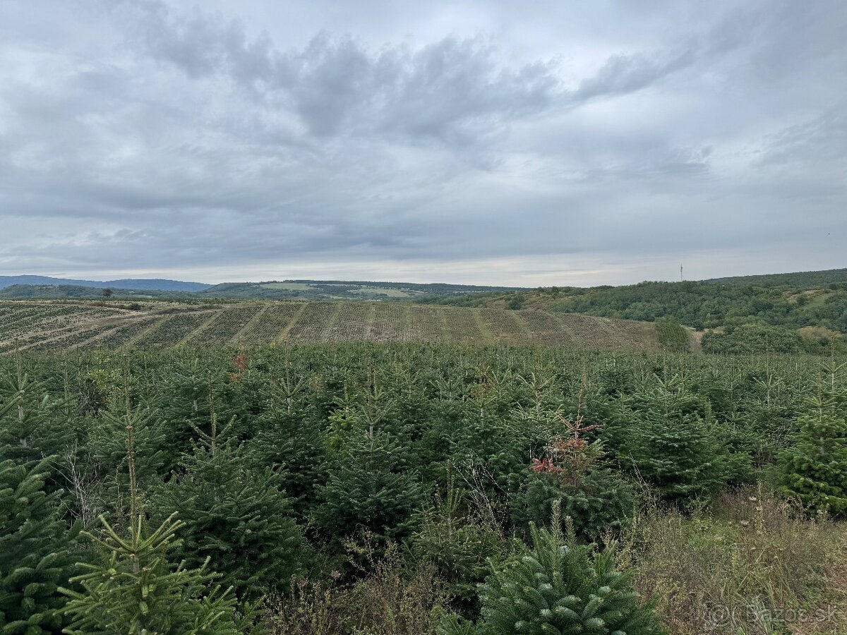 Borovica Nordmann , Vianočný stromček