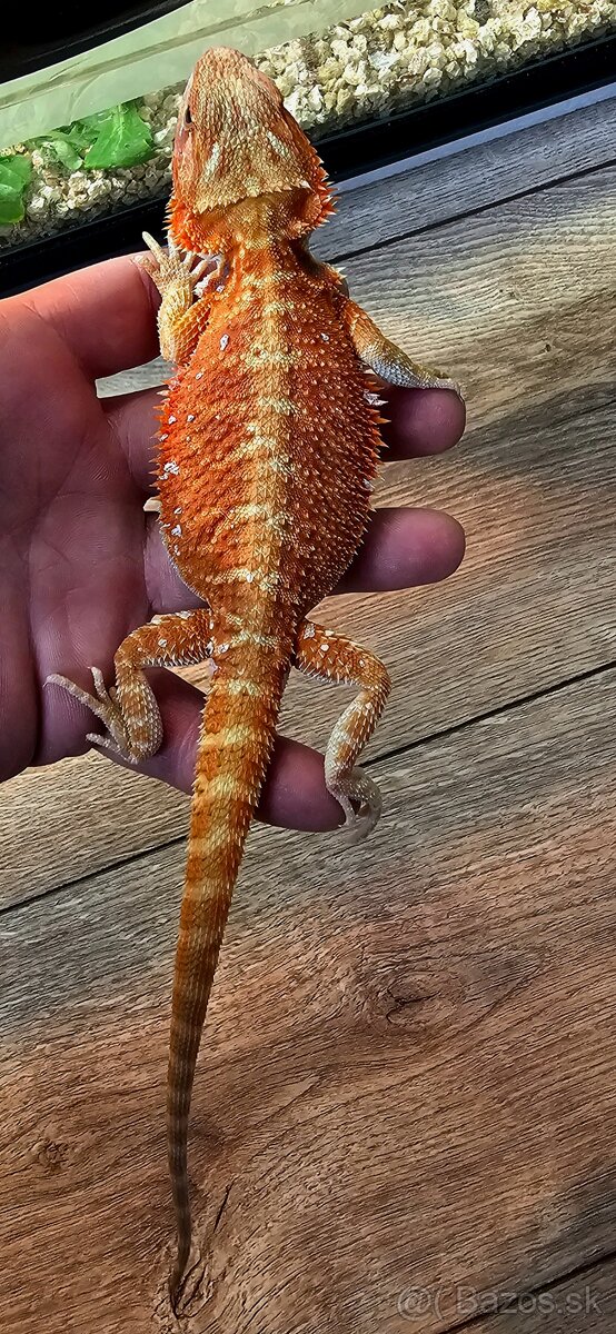 Agama bradata Mladata