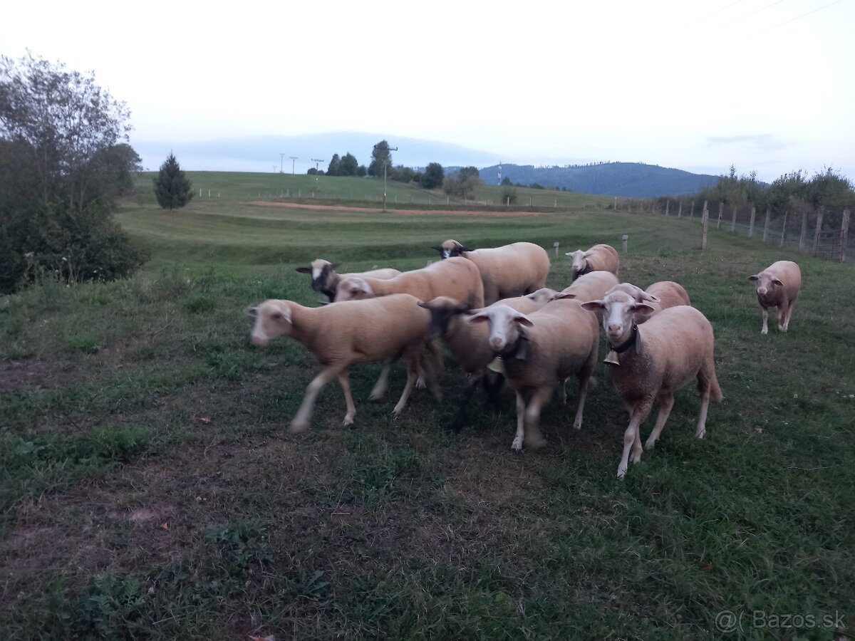 Predám jahňacinu