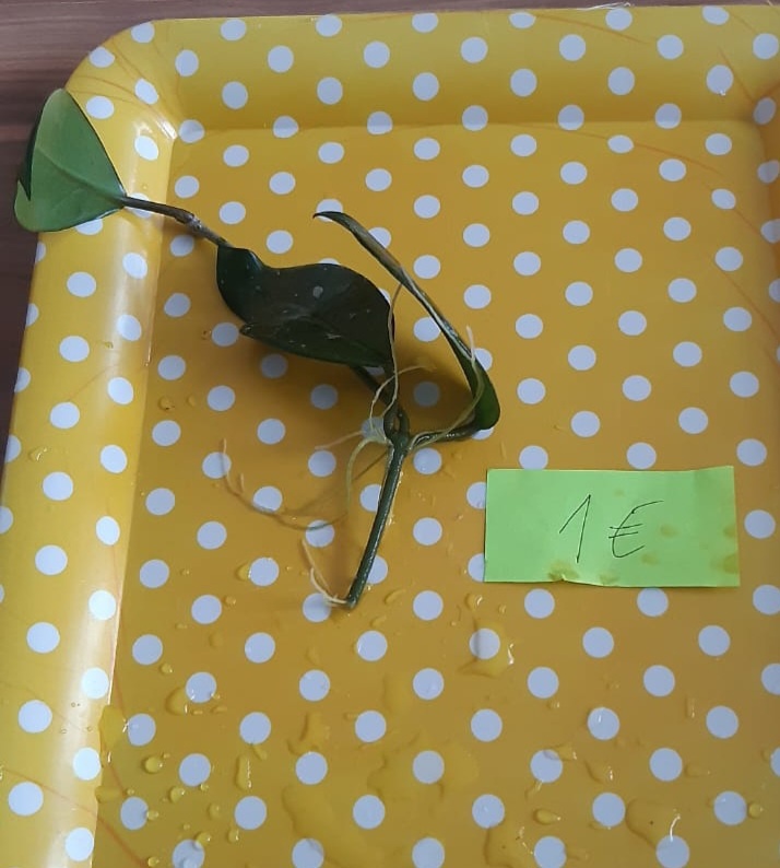 Zakorenené izbove rastliny