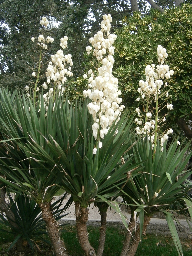 Kúpim juku nádhernú (Yucca gloriosa)