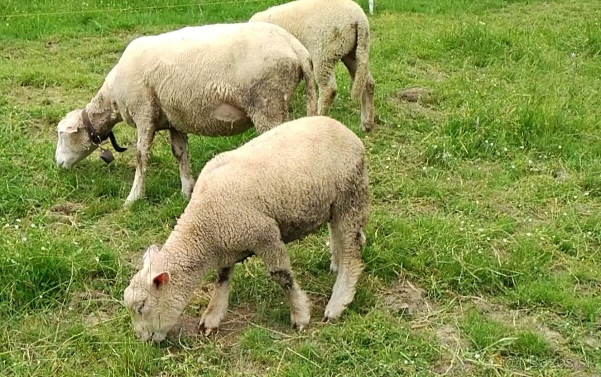 Ovca Ille de France s jahňaťom