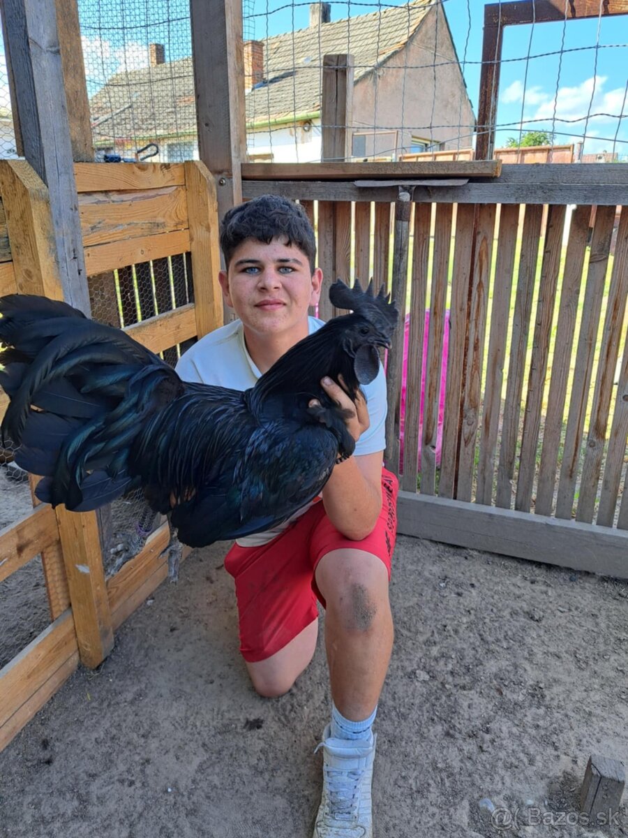 Predam ayam cemani