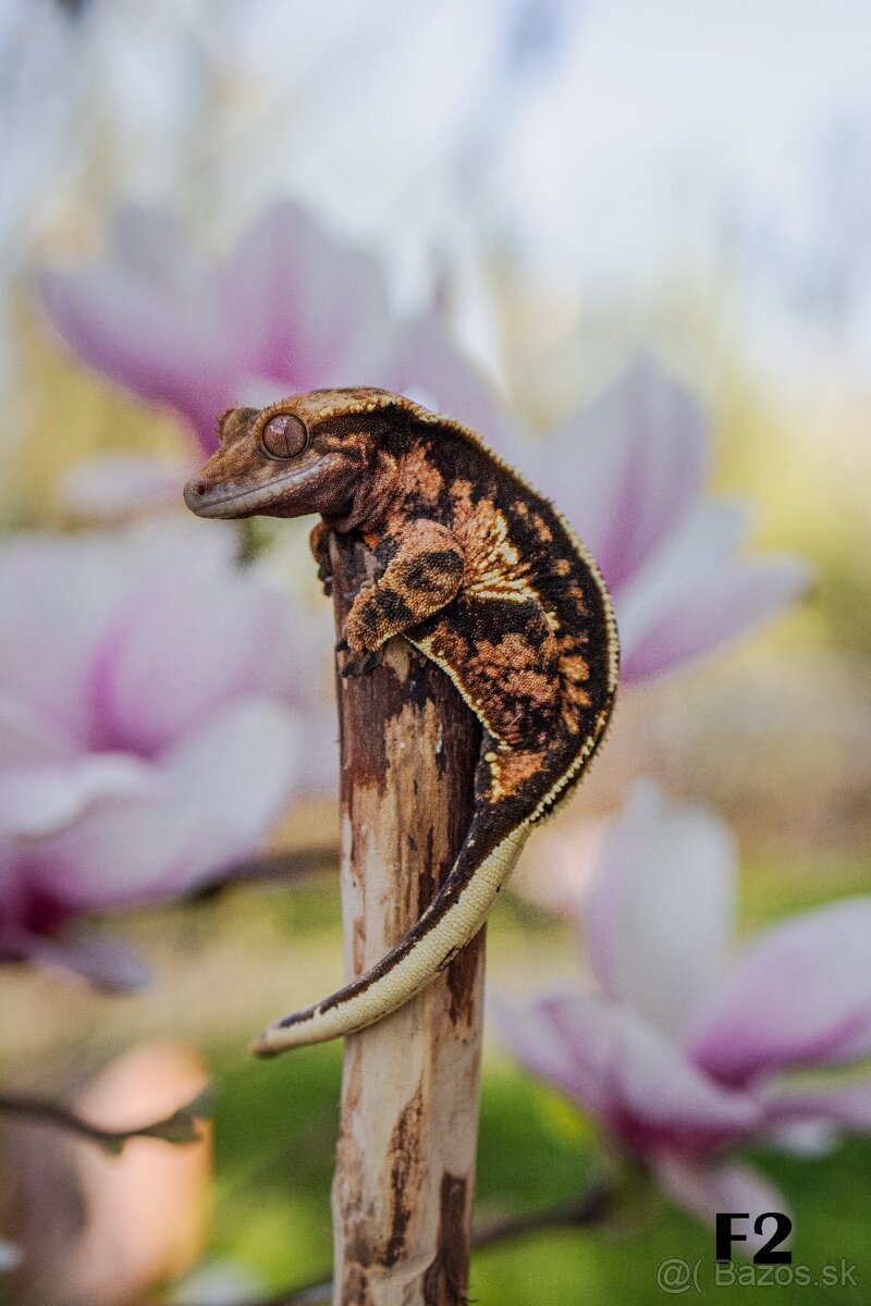 Pagekón riasnatý - Correlophus ciliatus