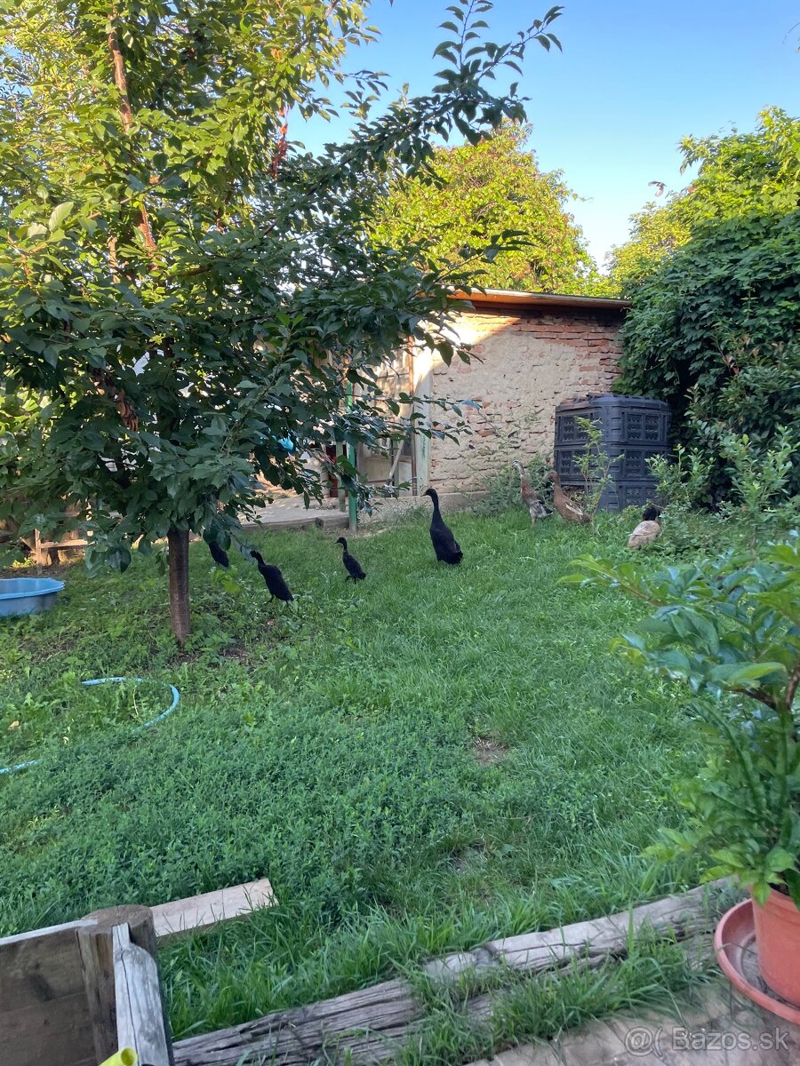 Predám indické bežce