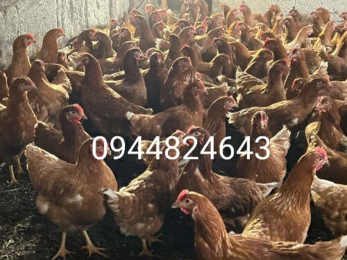 Mladky. Nosnice . Znáške. Z dovozom