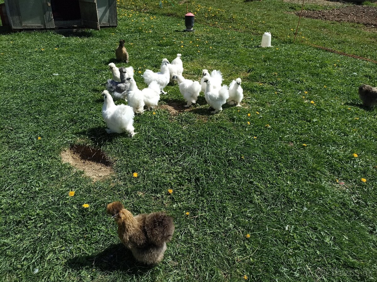 Predám nasadove vajíčka hodvabnicky