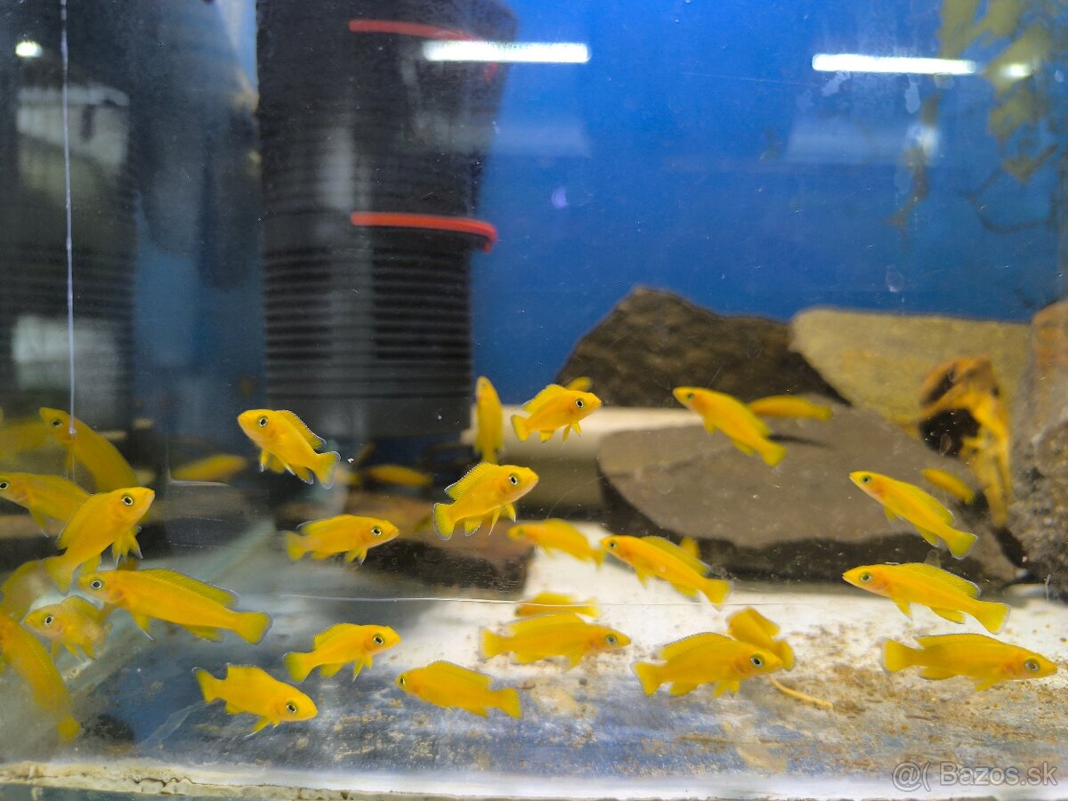 Neolamprologus Leleupi yellow