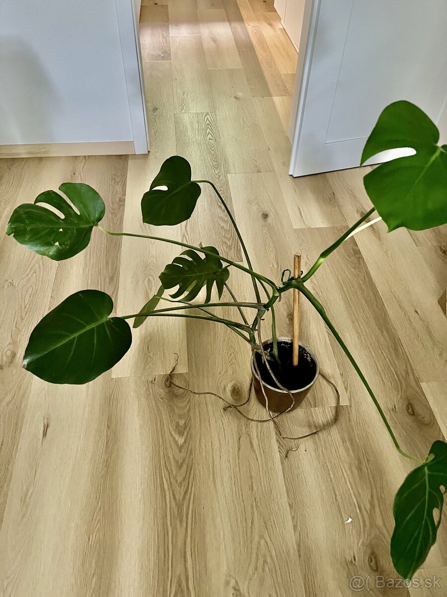Monstera