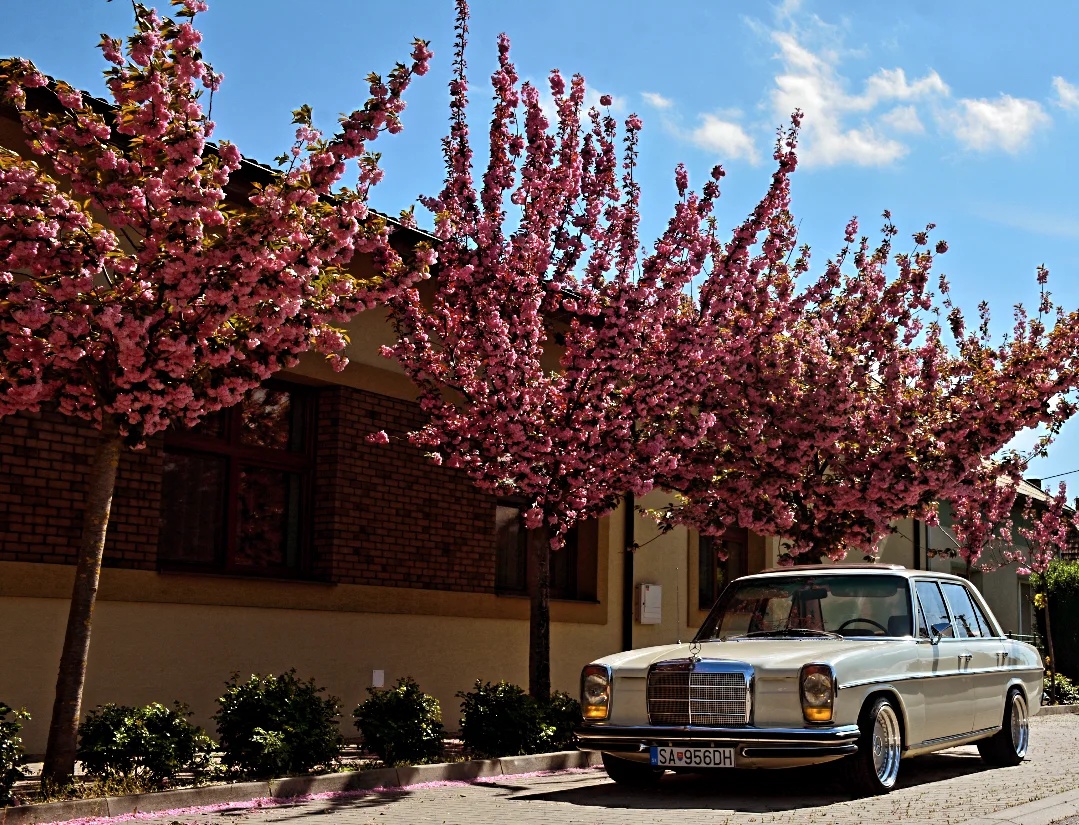 Auto na svadbu - Mercedes w115
