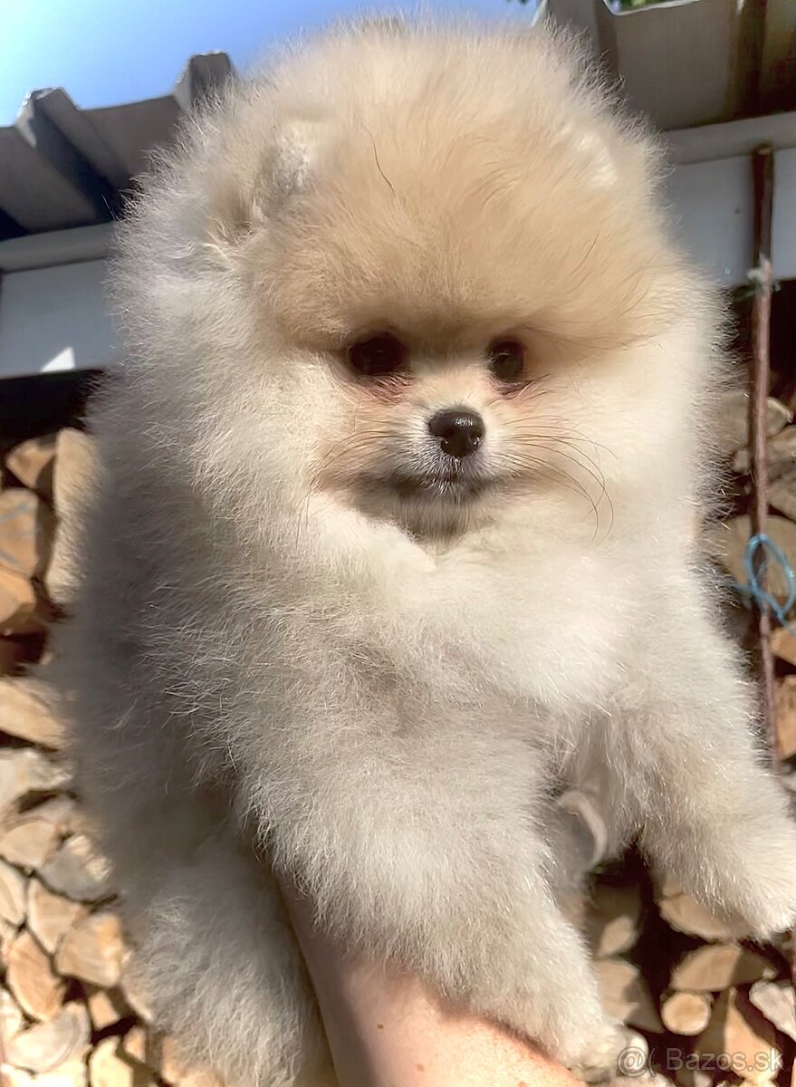 Pomeranian s Pp FCI