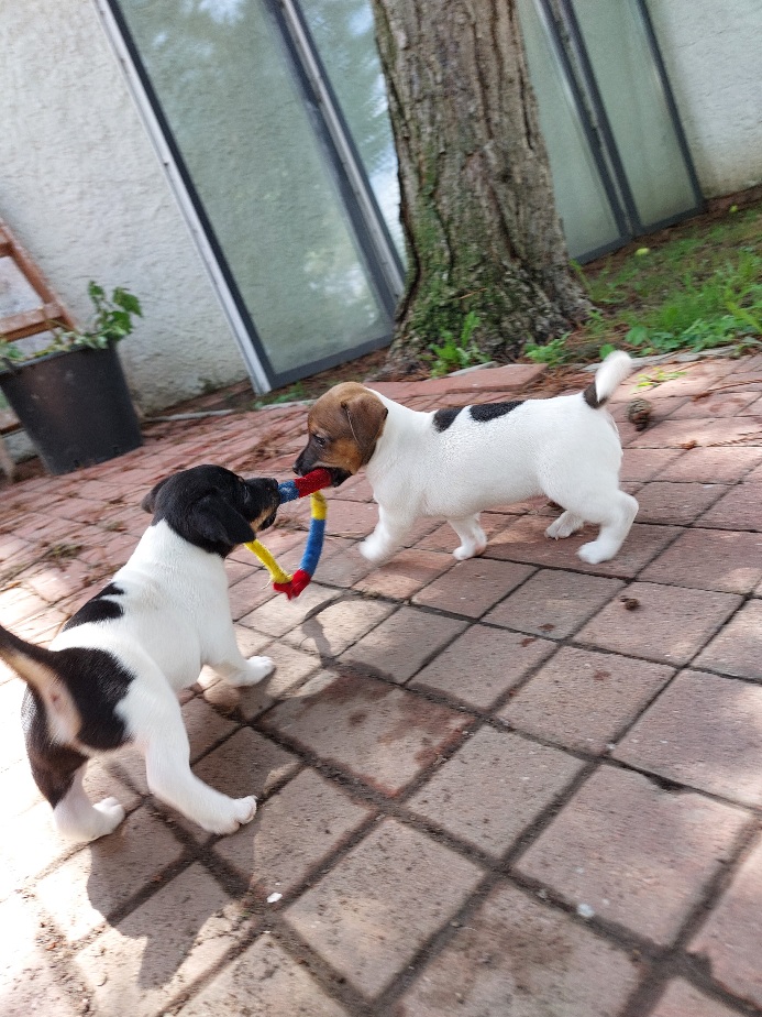 Jack Russel Terier šteniatka