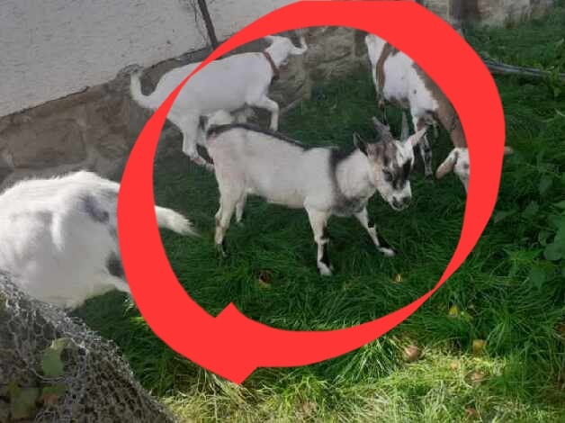 Predám capka