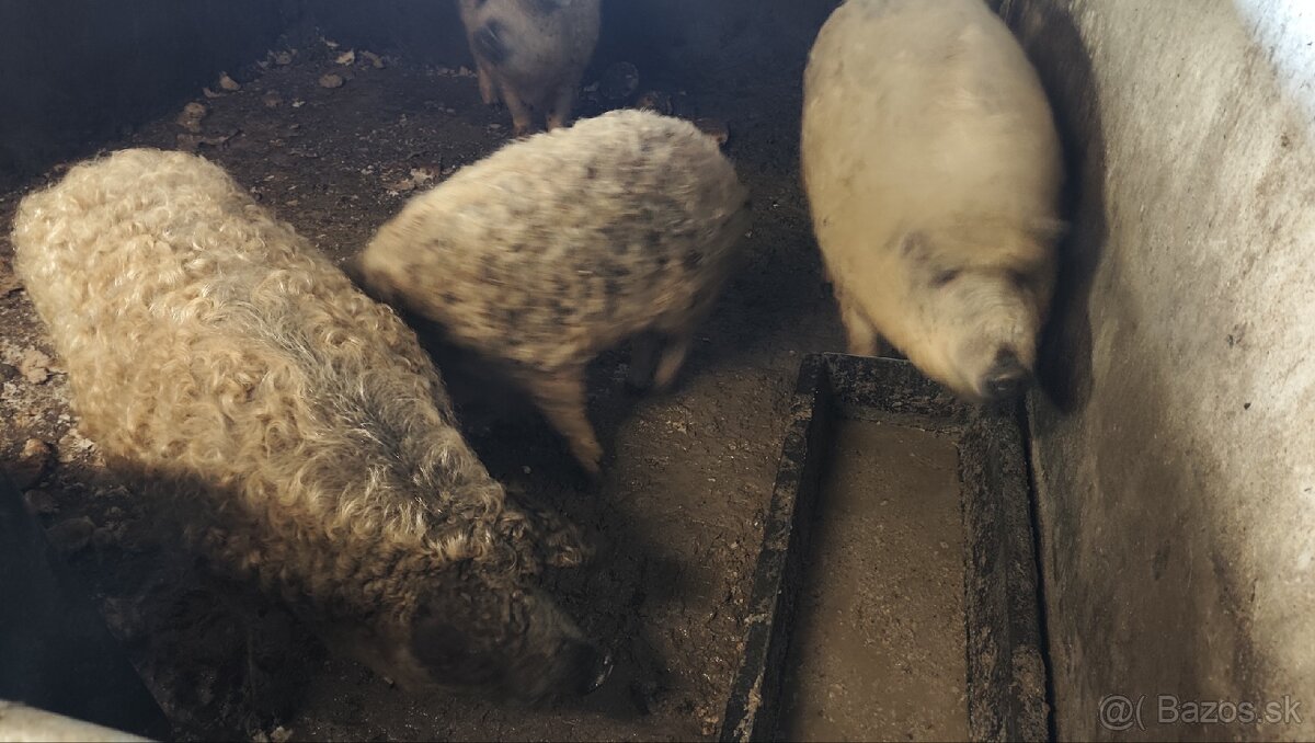 Mangalica, prasa , ošipaná.