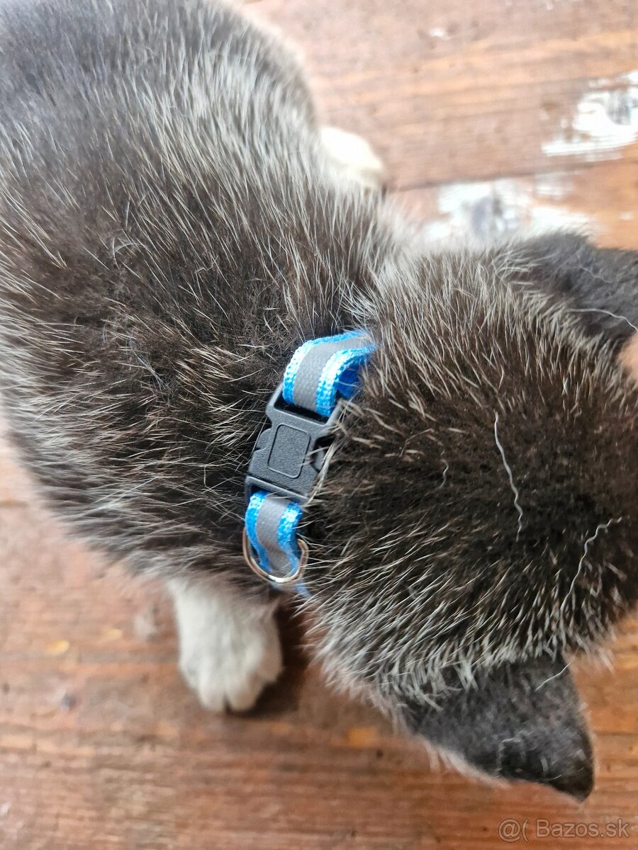 Šteniatka sibirsky husky