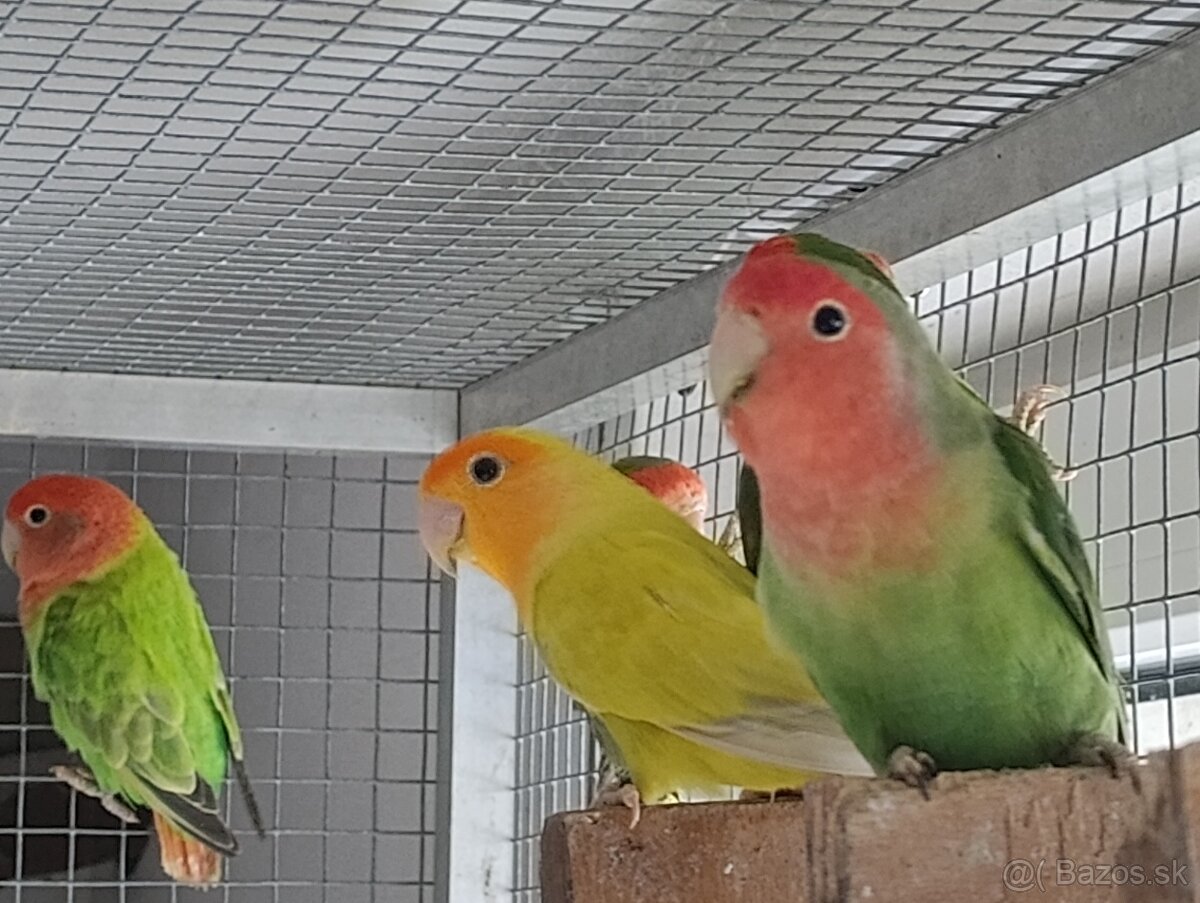 Agapornis ružovohrdlý.