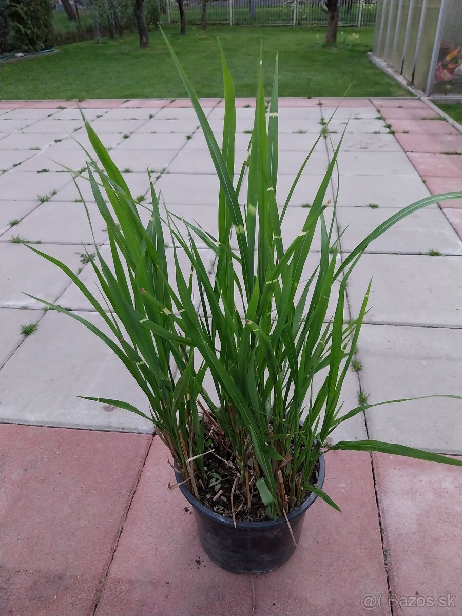 Ozdobnica čínska