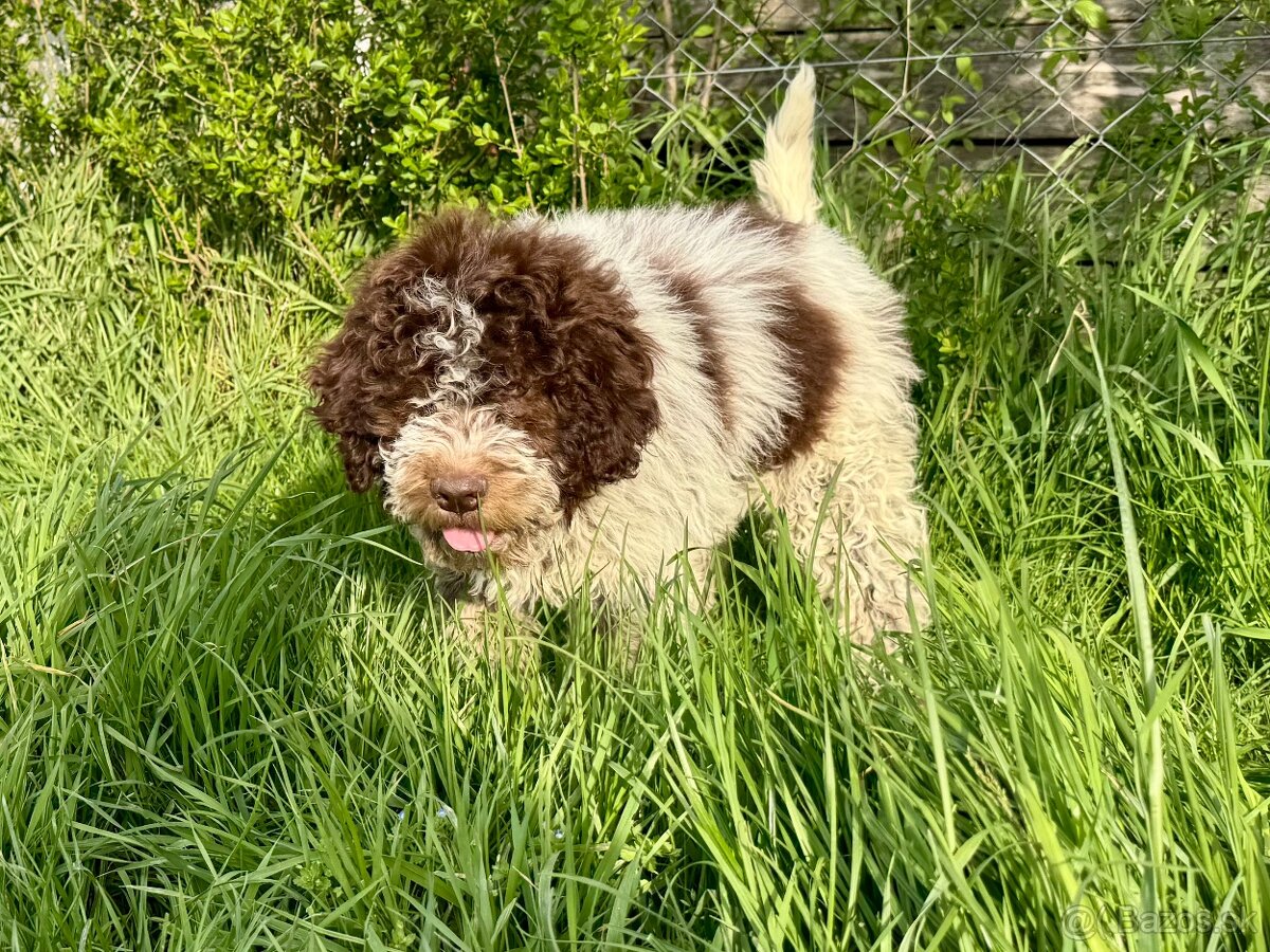 Lagotto romagnoli s PP