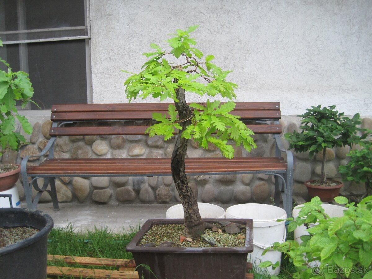 bonsai,bonsaj-DUB 2
