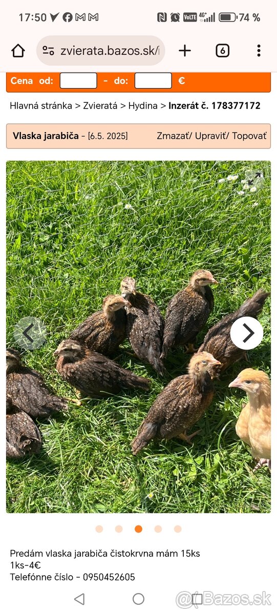 Predám kúriatka vlaška jarabičia