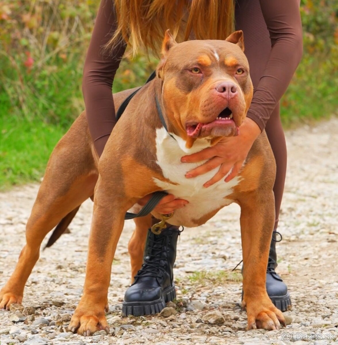 American bully krytie