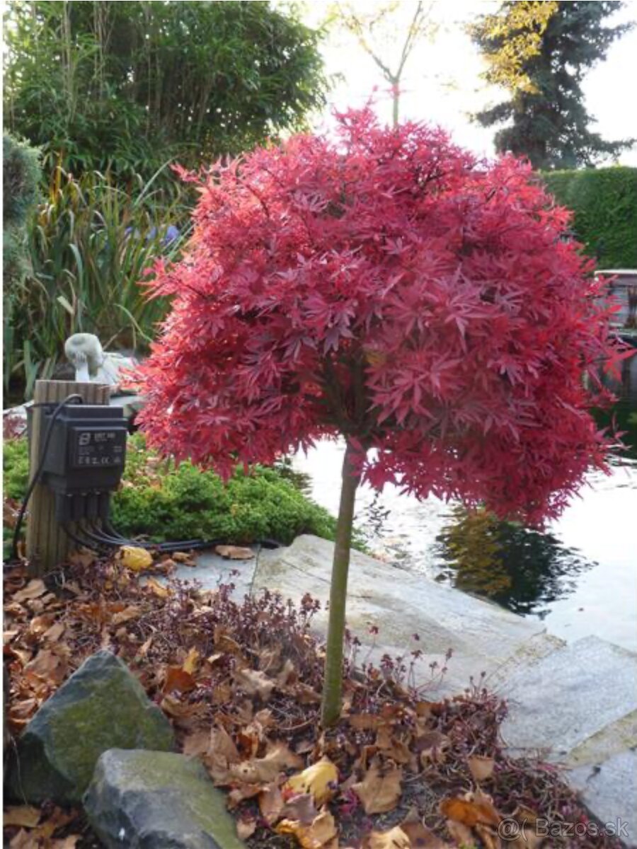 Acer palmatum - Javor japonský - Shaina na kmienku