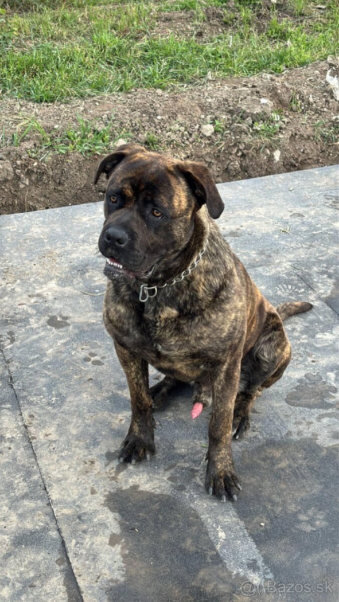 Cane corso