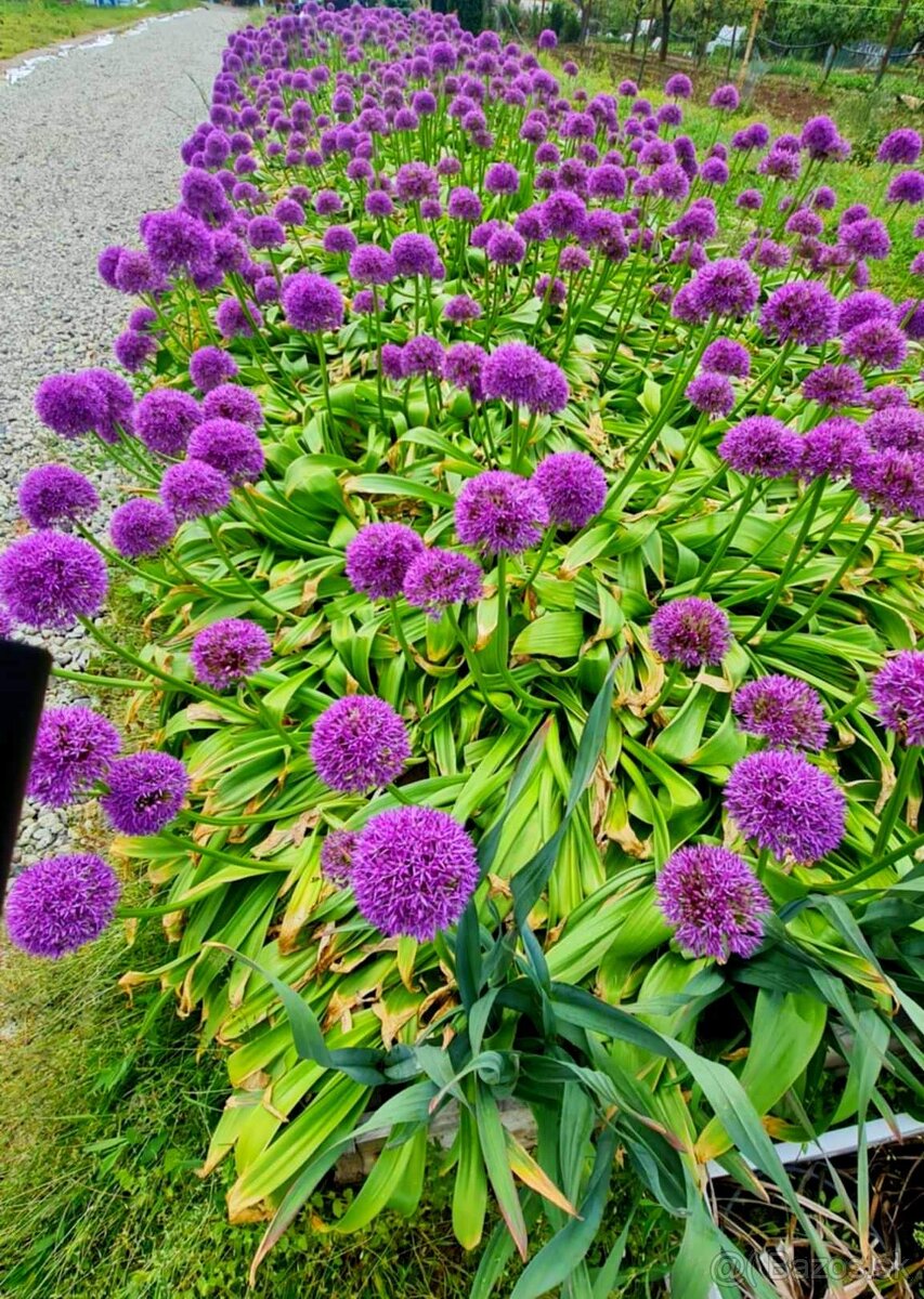 Okrasný cesnak 13 druhov od 0.15€