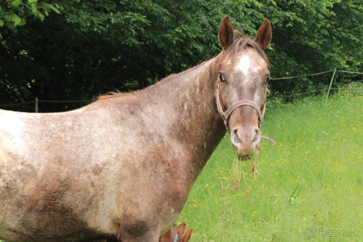 Appaloosa valach 2023