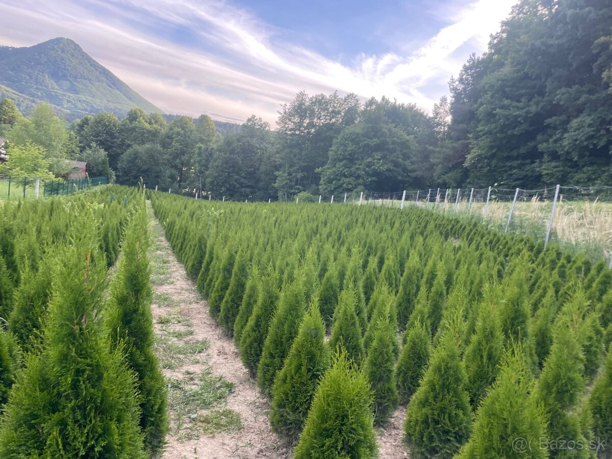 Tuja Smaragd AKCIA apríl dovoz 30€ po celej SR