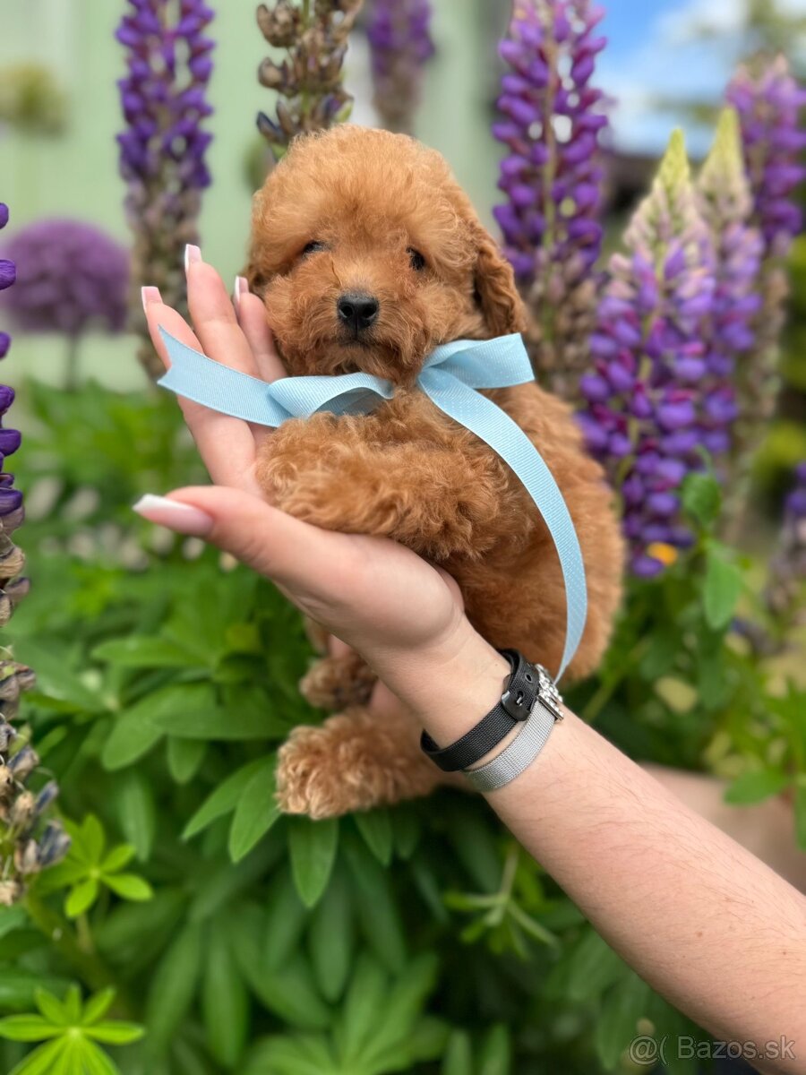 Toy poodle / Toy pudel