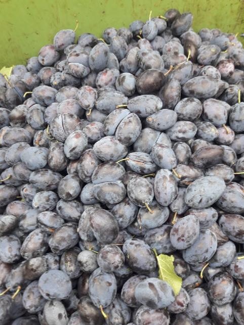 SLIVKY, DULA,.JABLKA VHODNÉ NA KVAS