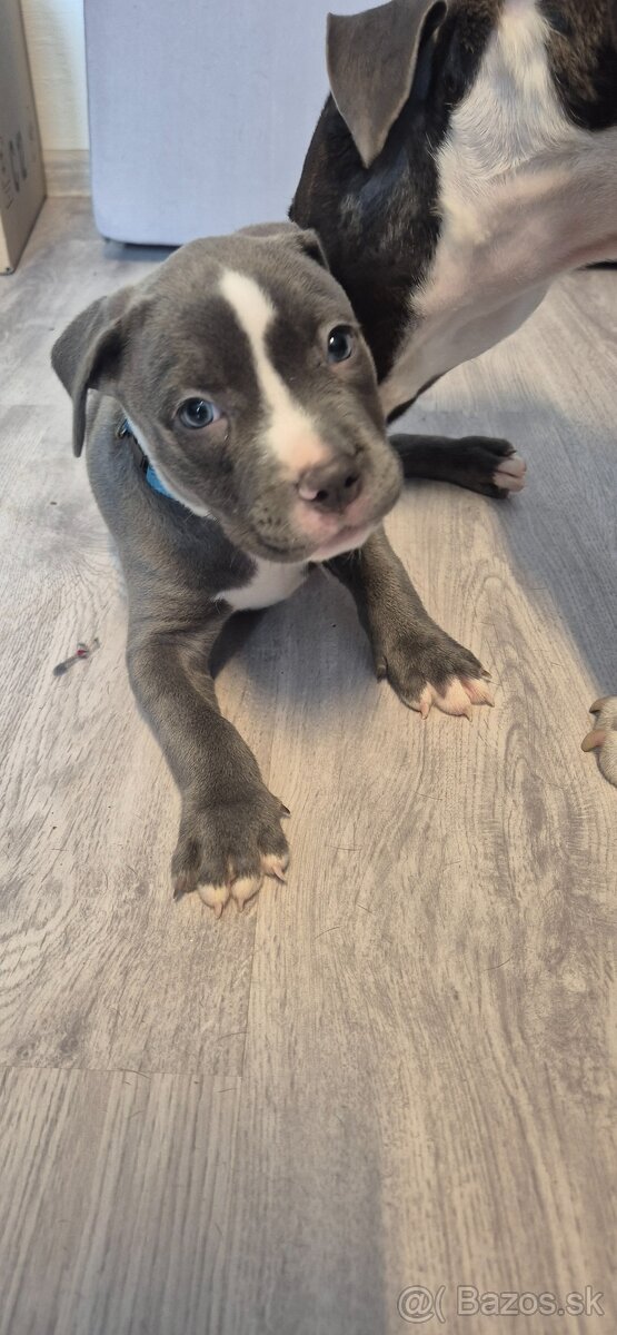 Americký Staford modrý