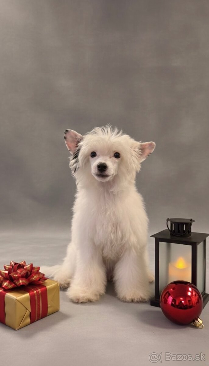 Čínsky chocholatý pes (Labutienka) s PP