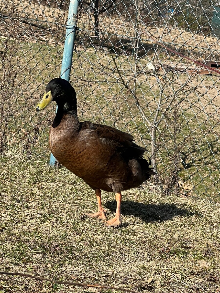 Káčer hľadá ženu