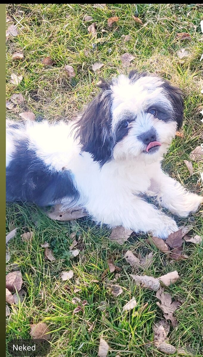 Junior