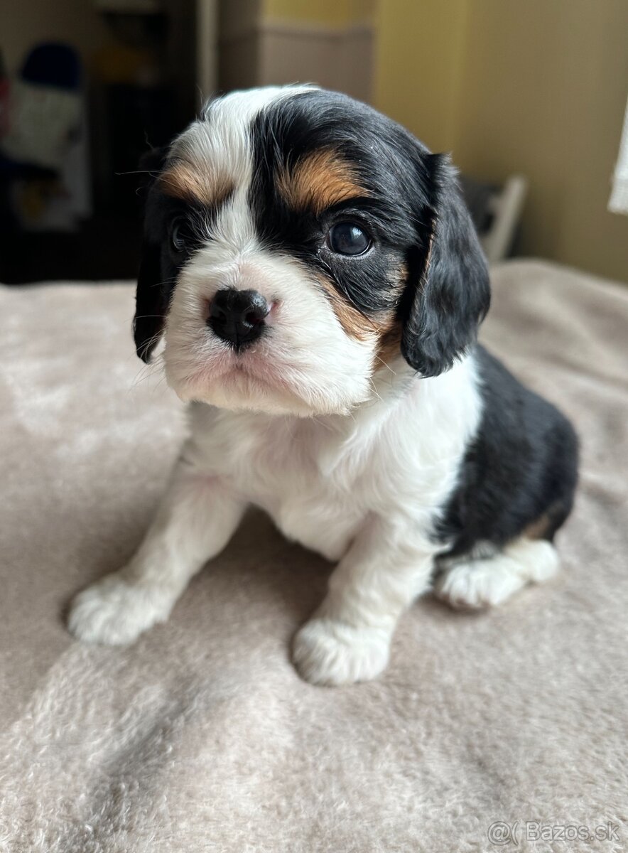 Cavalier