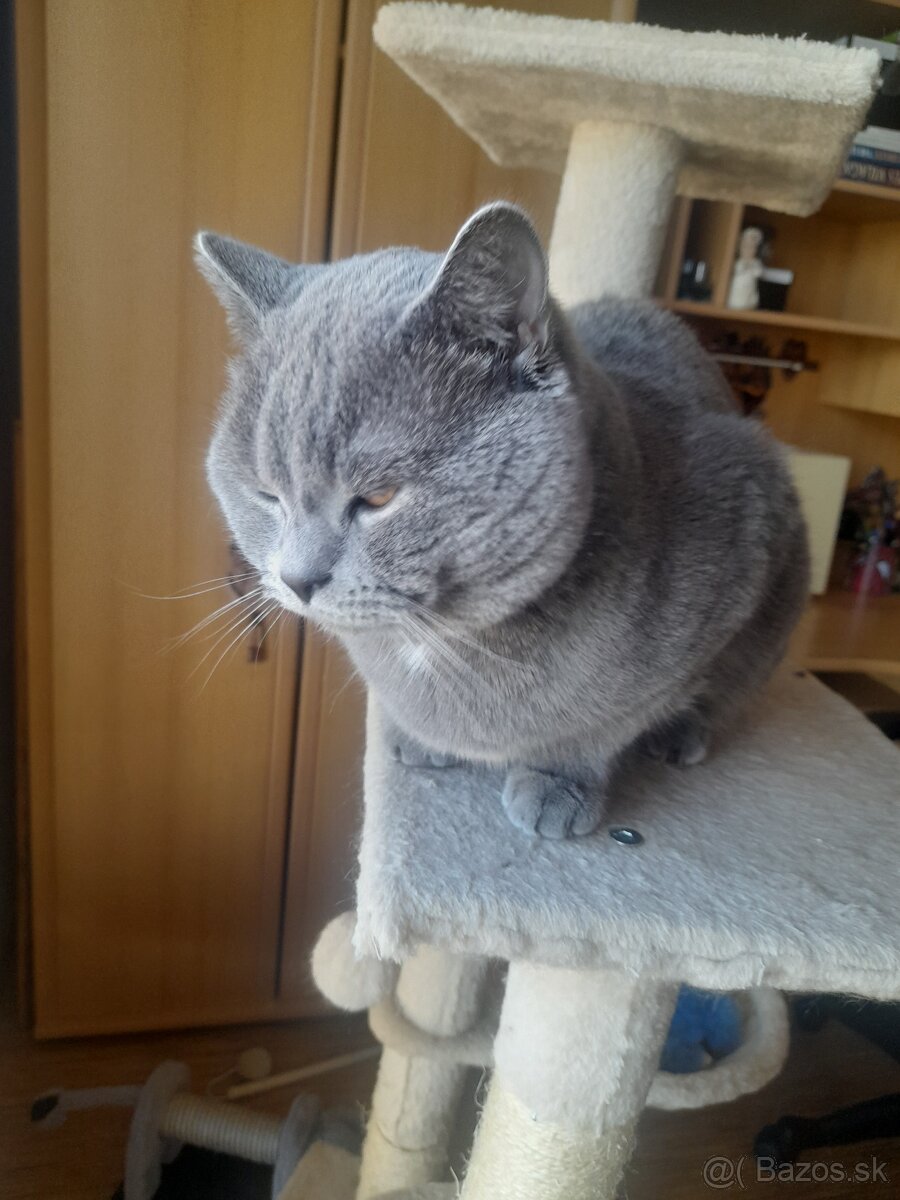Britsky kocur