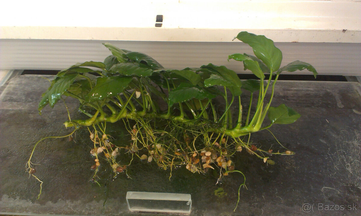 Anubias