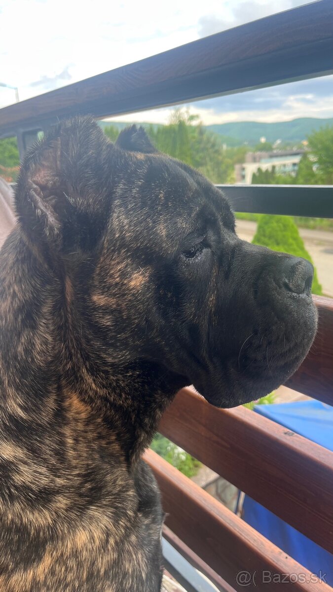 Krytie Cane Corso