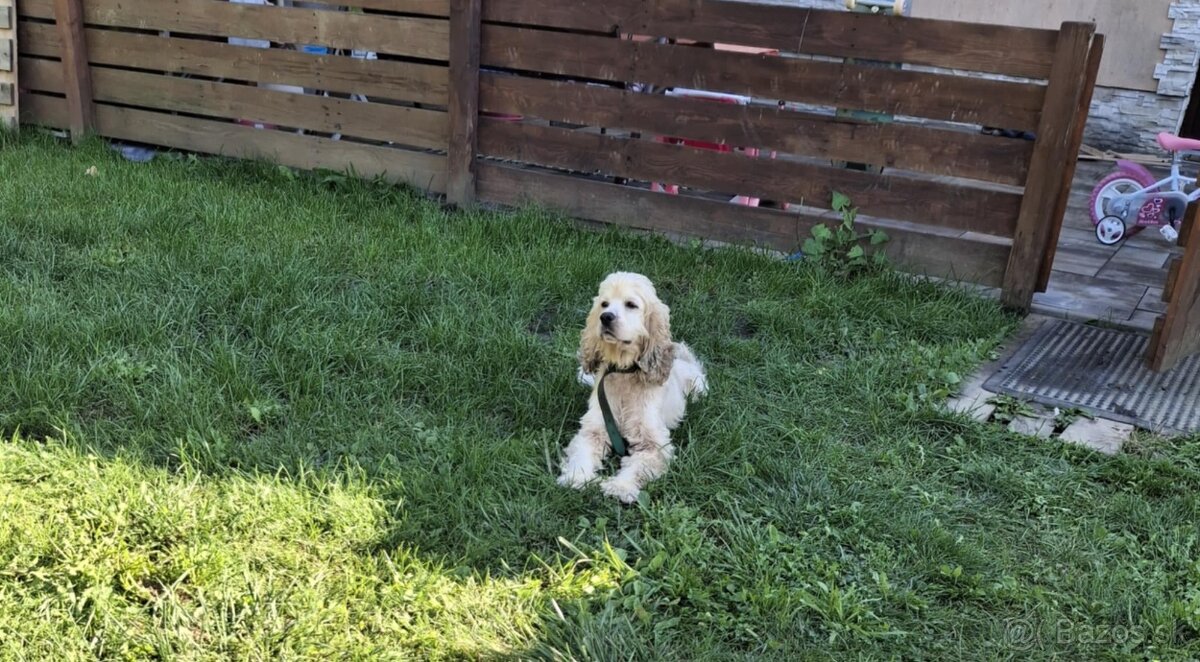 Predám psa - americký kokršpaniel