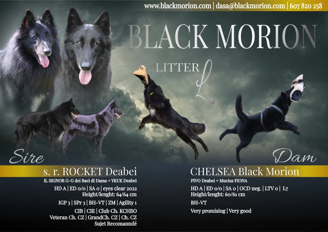 Belgický ovčák groenendael a tervueren s PP