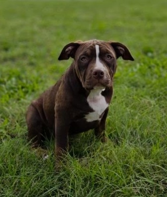 Predám American Bully -Lady Lana(5 mesiacov)