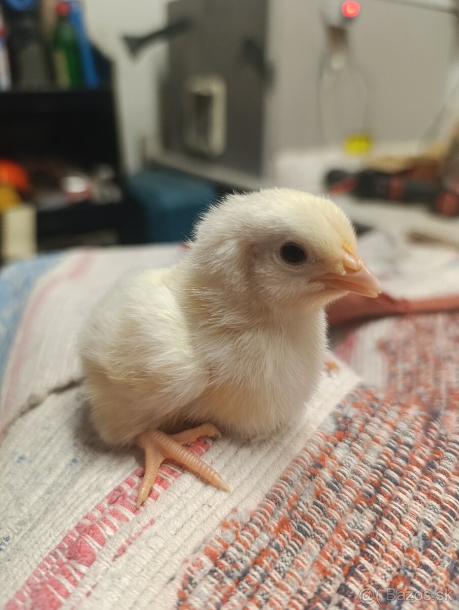 Leghorn kuriatka