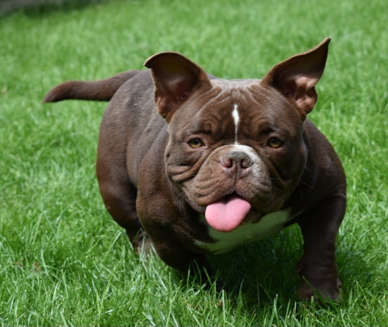 American bully micro NANO