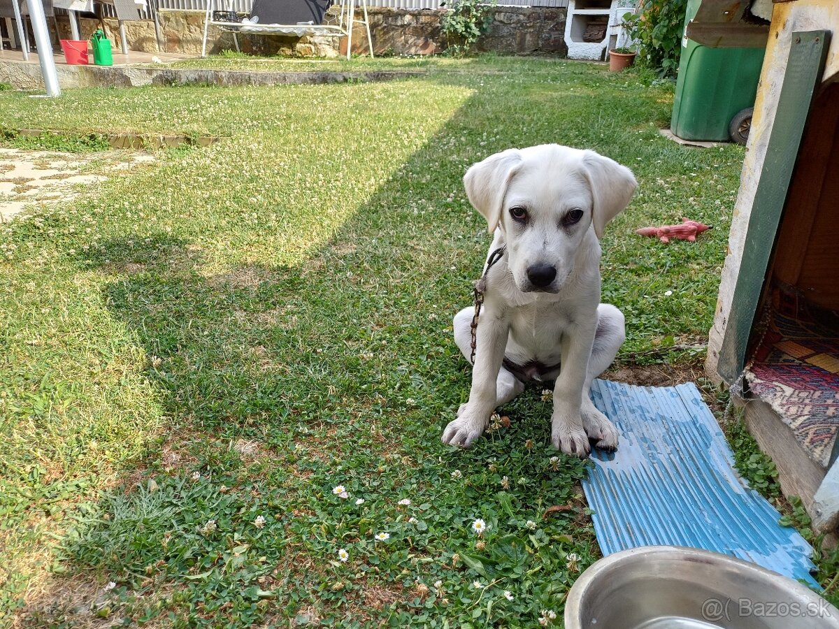 Labrador na predaj