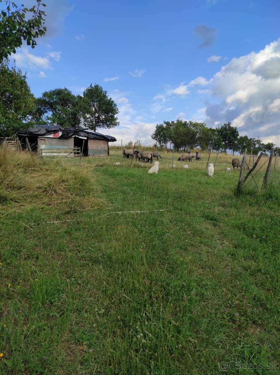 Slovenský čuvač