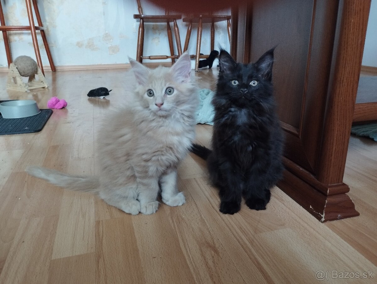 Mainská mývalia,MCO